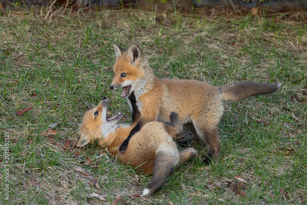 Fototapeta premium Red fox kits (Vulpes vulpes) playing by their den in the forest in early spring in Canada