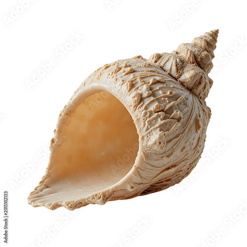 Angled Conch Seashell Product Render Isolated on White 