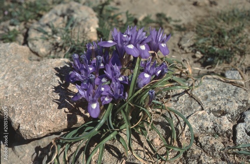 Foto Gynandriris sisyrinchium or Barbary nut