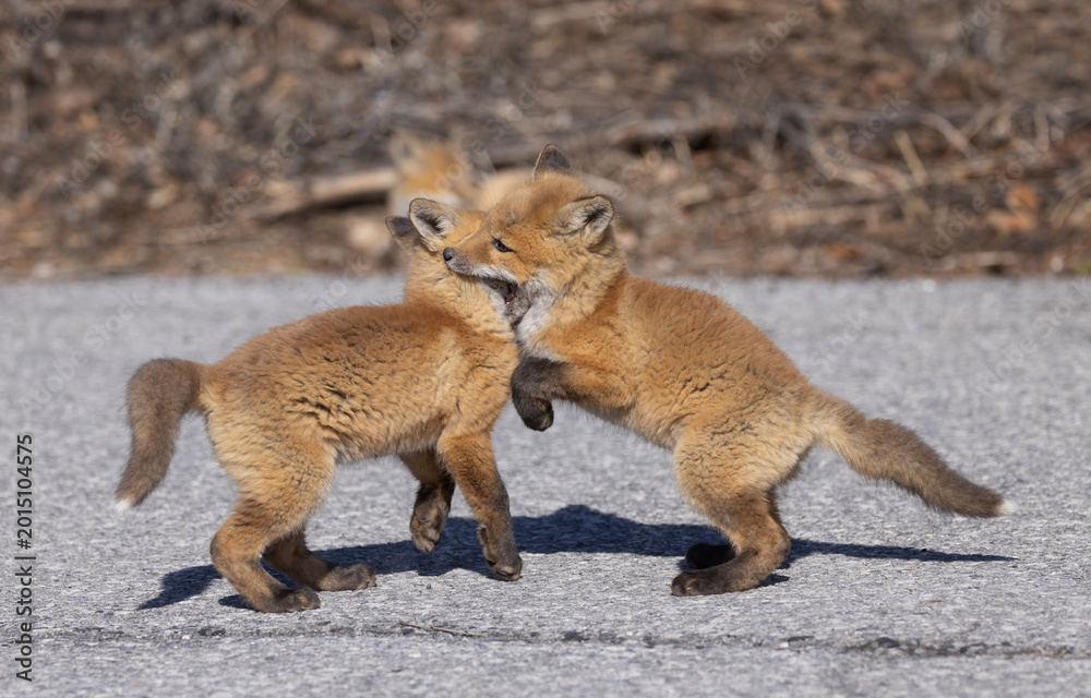 Fototapeta premium Red fox kits (Vulpes vulpes) playing by their den in the forest in early spring in Canada