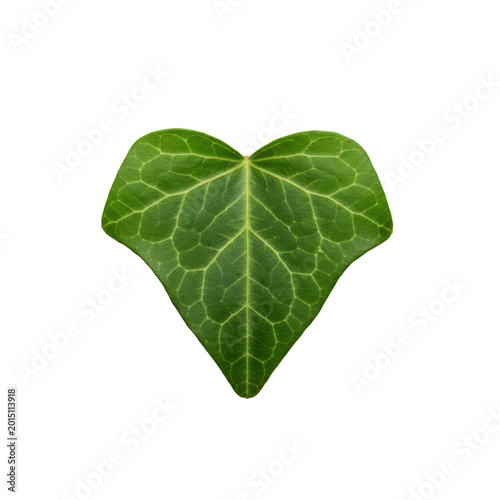 Single vibrant emerald-green heart-shaped ivy leaf with delicate lime-green veins against a minimalist white studio background with a soft drop shadow botanical study