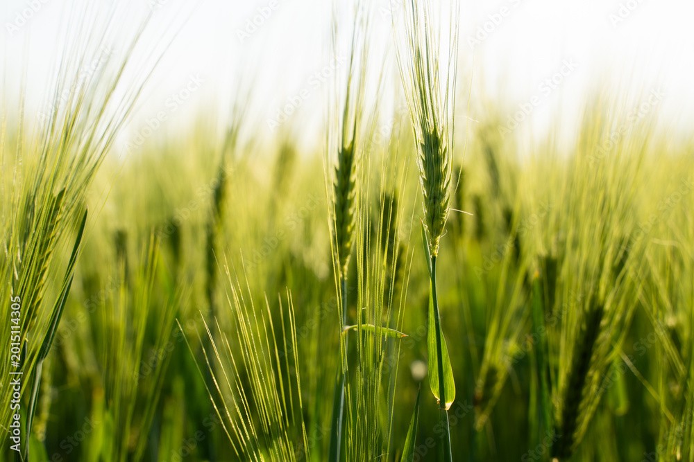 Obraz premium Green wheat field growing under sunlight, symbolizing agricultural potential and environmental sustainability