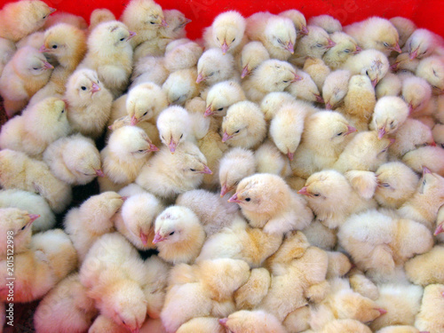 Canvas Print Large group of fluffy yellow baby chicks huddle closely together in a vibrant red container