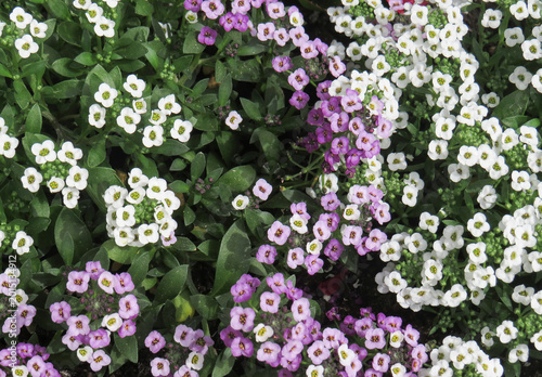 Sweet Alyssum flowers. Lobularia maritima