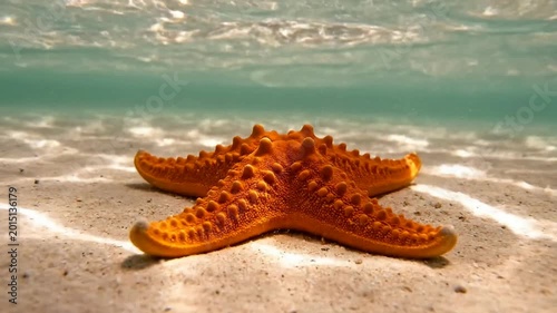 vibrant orange starfish resting on shallow turquoise ocean floor natural underwater scene bright sunlight reflecting sandy beach marine life closeup serene underwater photography clear water