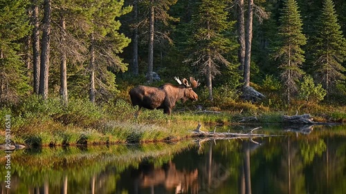 Majestic moose standing near reflective forest lake surrounded by dense evergreen trees during golden hour creating serene wilderness landscape with calm water reflections and warm autumn sunlight