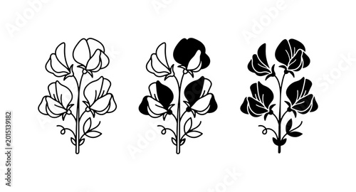 Bild auf Leinwand Minimalist sweet pea flower icons, botanical line art set, black and white flora