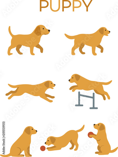 Flat vector golden retriever puppy set isolated on transparent background, cute yellow dog character in various poses like walking, running, jumping, and playing with ball for pet care and training de