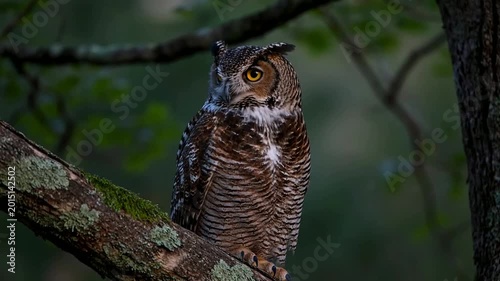 Wilderness owl perched on gnarled tree branch at dusk with soft natural lighting showcasing intricate brown and white plumage against lush green forest backdrop capturing serene nocturnal wildlife