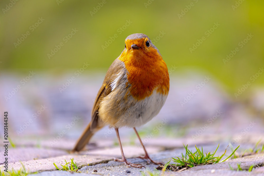 Naklejka premium The European robin (Roodborst) known as the robin redbreast in the British Isles, Is a small insectivorous passerine bird in its natural habitat, Erithacus rubecula walking on the ground in the spring