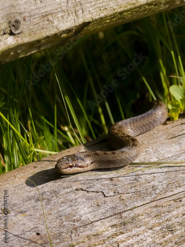 A smooth snake (Coronella austriaca) basking on a weathered wooden log amidst green grass, with natural light highlighting its scales. Ideal for wildlife, nature, or reptile themes.