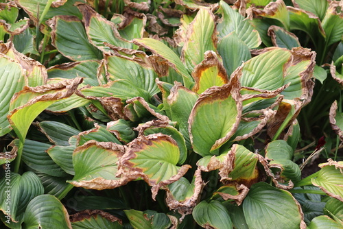 Plaintain lily (Hosta plantaginea) leaves showing severe environmental stress with scorched brown margins and yellowing, likely due to sun scald or late summer drought