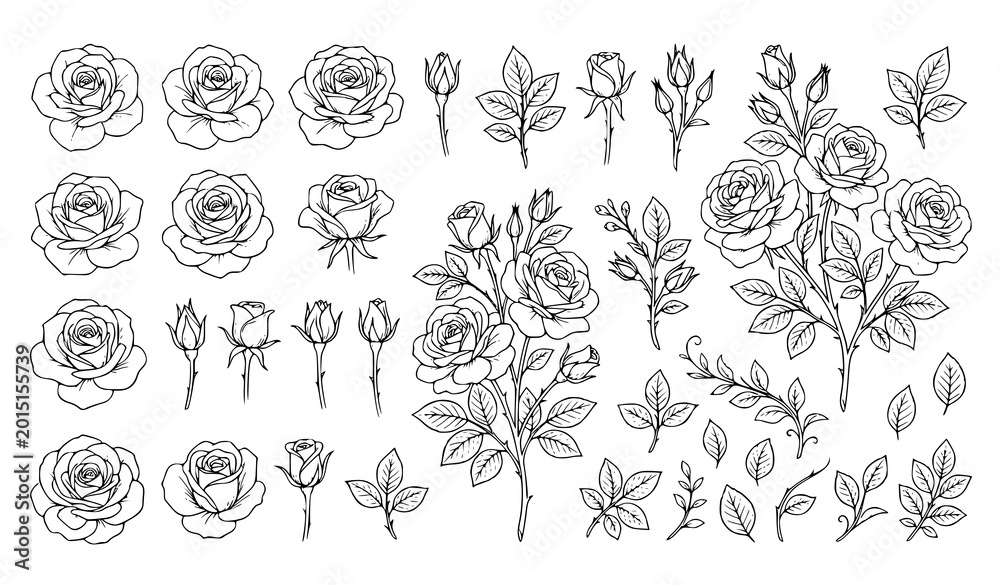 Фотография Elegant roses line art bundle vector floral elements collection