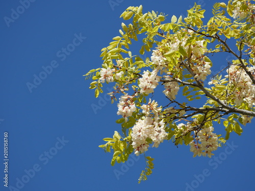 Fotografija Frisia Golden Locust (Robinia pseudoacacia) flowers against deep blue sky