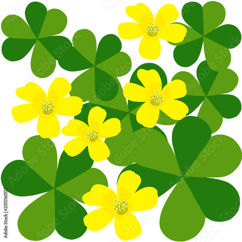 clover 괭이밥꽃