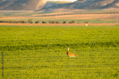 Obraz na płótnie Eurasian Great Bustard (Otis tarda) photographed in Spain