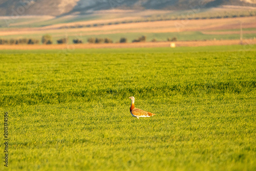 Photos Eurasian Great Bustard (Otis tarda) photographed in Spain
