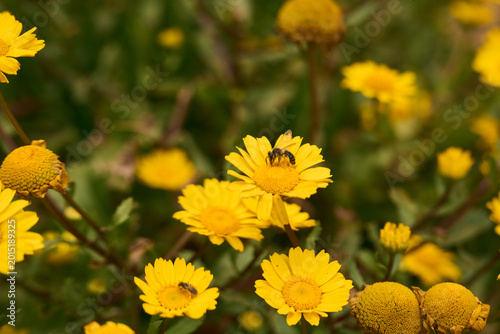 Canvastavla Close-up of yellow wildflowers swaying in a coastal meadow
