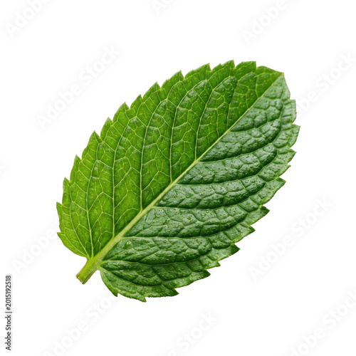 Single green mint leaf with water droplets