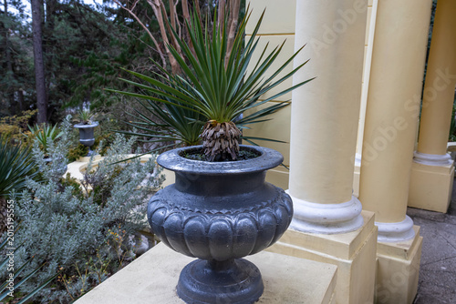 Quadro su tela Antique cast-iron flower pots in the Arboretum park in Sochi