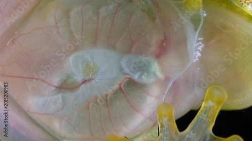 White-spotted Cochran Frog (Sachatamia albomaculata). Underside viewed through glass. This species of glass frog is semi transparent and the beating heart and blood vessels are visible. Ecuador