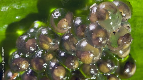 Developing eggs of the White-spotted Cochran Frog (Sachatamia albomaculata).on a leaf overhanging a shallow river. The tadpoles will fall into the water when they hatch. In lowland rainforest near Pue