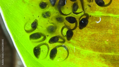 Developing tadpoles of the White-spotted Cochran Frog (Sachatamia albomaculata).on a leaf overhanging a shallow river.