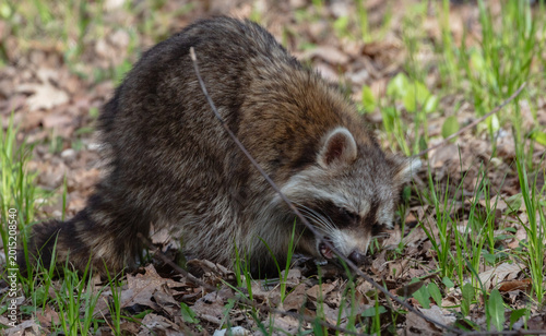 Raccoon biting into newly found acorn