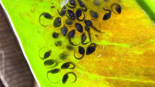 Developing tadpoles of the White-spotted Cochran Frog (Sachatamia albomaculata).on a leaf overhanging a shallow river.