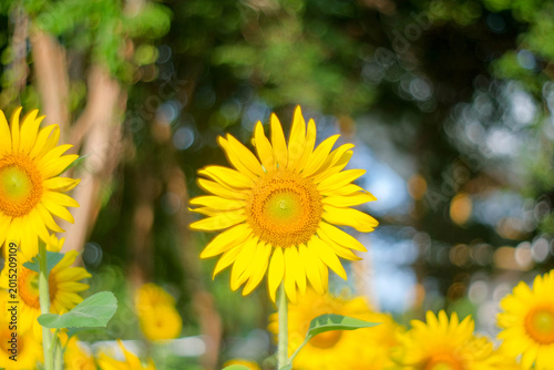 Sunflowers in Bloom: A vibrant display of sunflowers basks in the sunlight, their cheerful faces turned towards the sky, symbolizing joy and warmth in a flourishing garden.