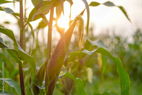 Fotografi Cornfield in Sunlight: A close-up shot of a corn plant bathed in the warm embrace of the sun, where the kernels begin to ripen, symbolizing growth and sustenance