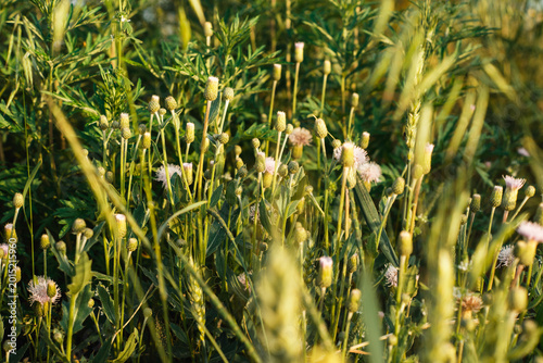 Canvas Print Vibrant wild thistles and wheat stalks growing in a sunlit summer meadow