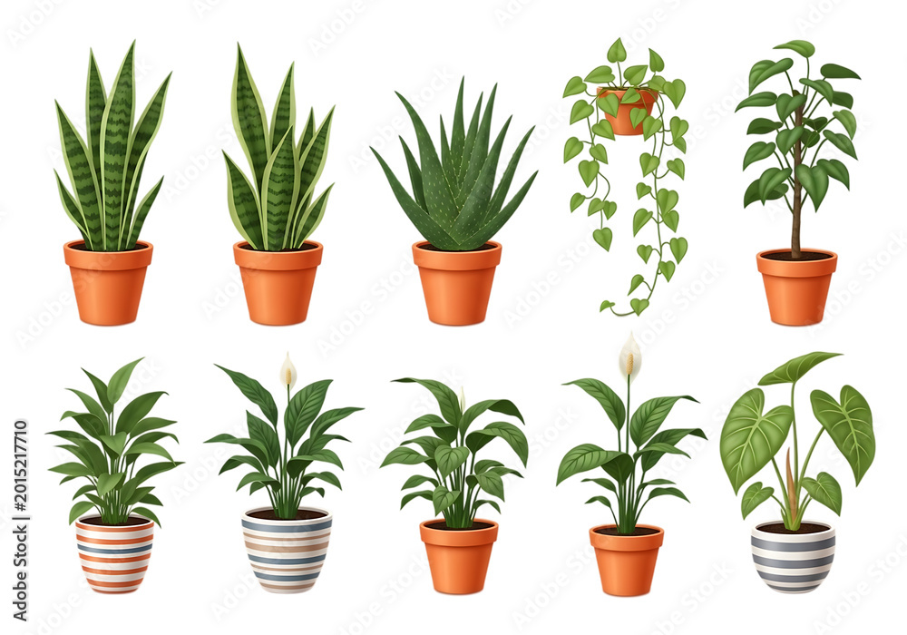 Fototapeta premium Various potted plants in small pots