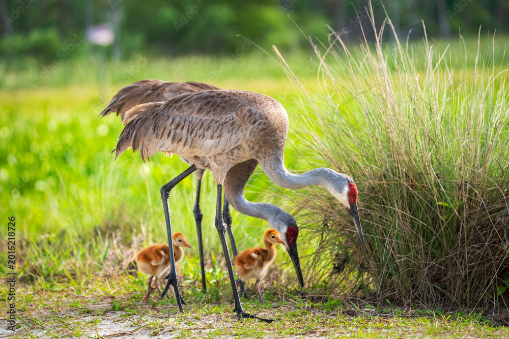 Fototapeta premium Sandhill crane familly with adults and chicks