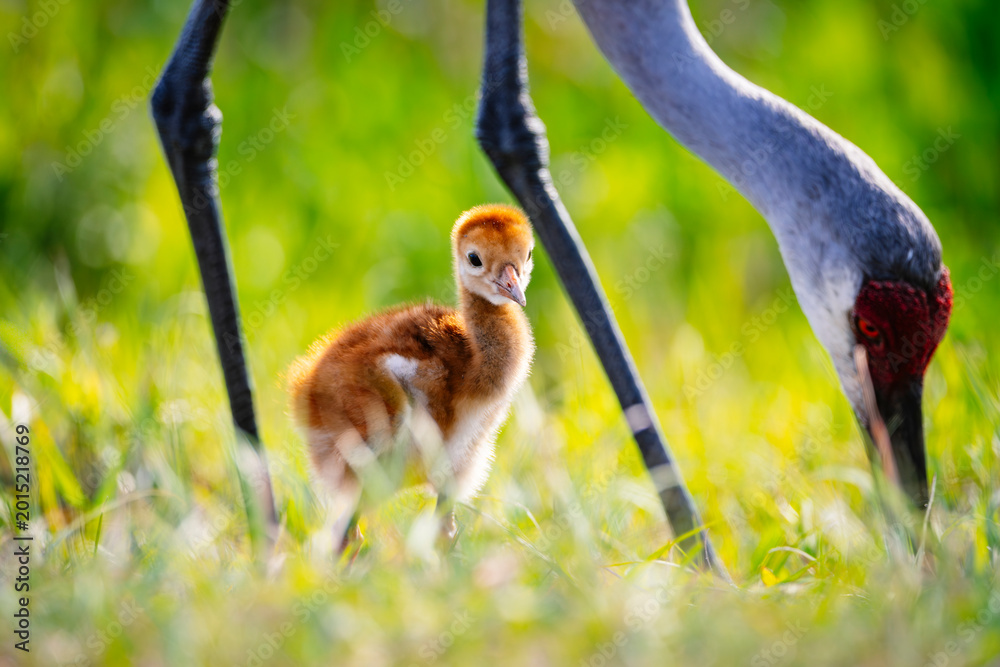 Fototapeta premium Sandhill crane chick and adult in the back