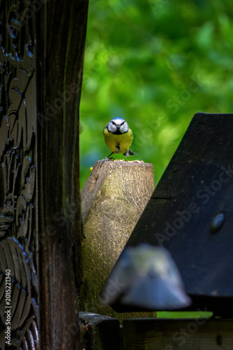 Bluetit in the wild with bokeh 