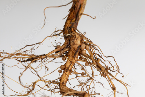 Cuadro en lienzo Soybean root system with nitrogen fixing nodules on roots