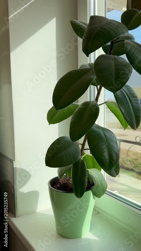 Sunlit rubber plant on windowsill green pot soft morning light casts gentle shadows across glossy leaves simple white sill urban