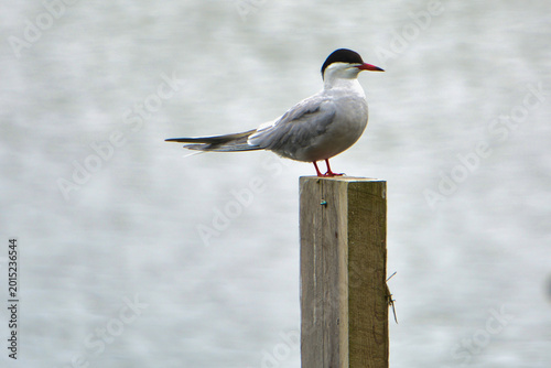 Obraz na płótnie A seagull post