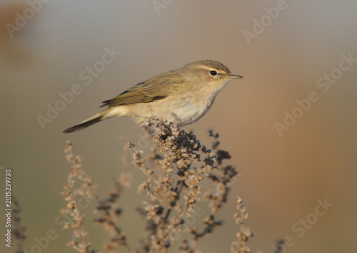 Extra close-up of a Common Chiffchaff (Phylloscopus collybita) sitting on a dry stem, isolated on a blurred background.