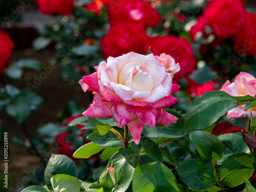 薔薇の花