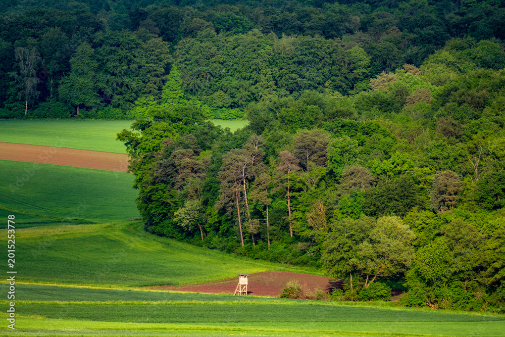 Fototapeta premium Hoch und Jägersitz am Waldrand