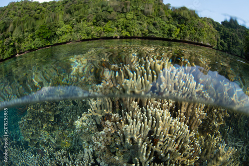 Healthy Porites corals grow on a reef in Palau's southern lagoon. This beautiful island-nation is a popular destination for divers, snorkelers, kayakers, and World War II buffs. 
