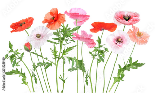 Tableau sur toile Colorful field with poppy blossoms of various colors