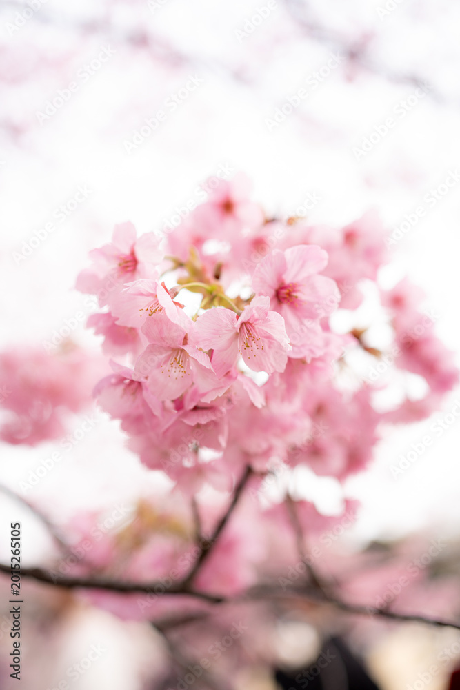 Fototapeta premium pink cherry blossom of early spring in Japan 
