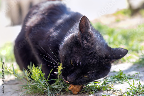 Canvas Print Black stray cat eating piece of meat on grass