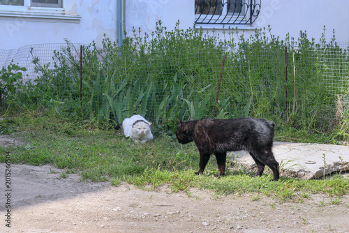 Vászonkép Black tailless cat looks aggressively at white cat