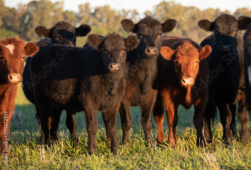 Herd of black and brown steers and cows
