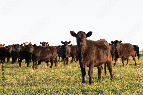 Herd of black and brown steers and cows