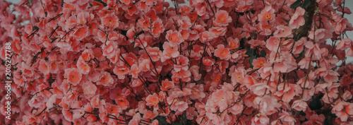 Fotografía This image shows a thicket of bright pink synthetic flowers blooming very densel